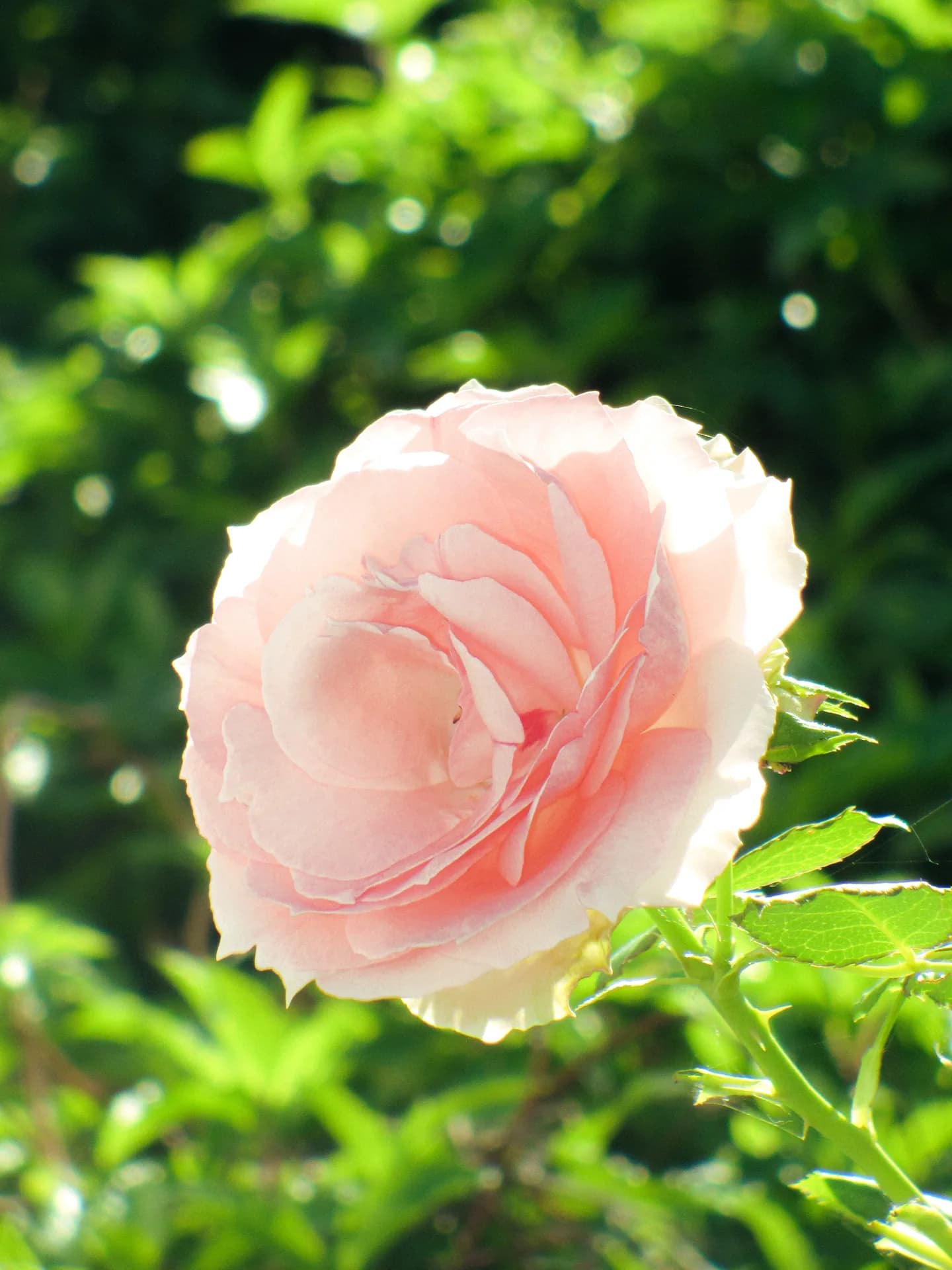 A pale pink rose backlit by sunlight against green foliage